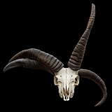 Jacob schaap 2-2013 3878